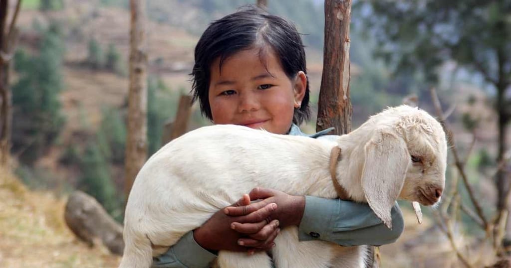 cute nepali child with baby goat(kid)