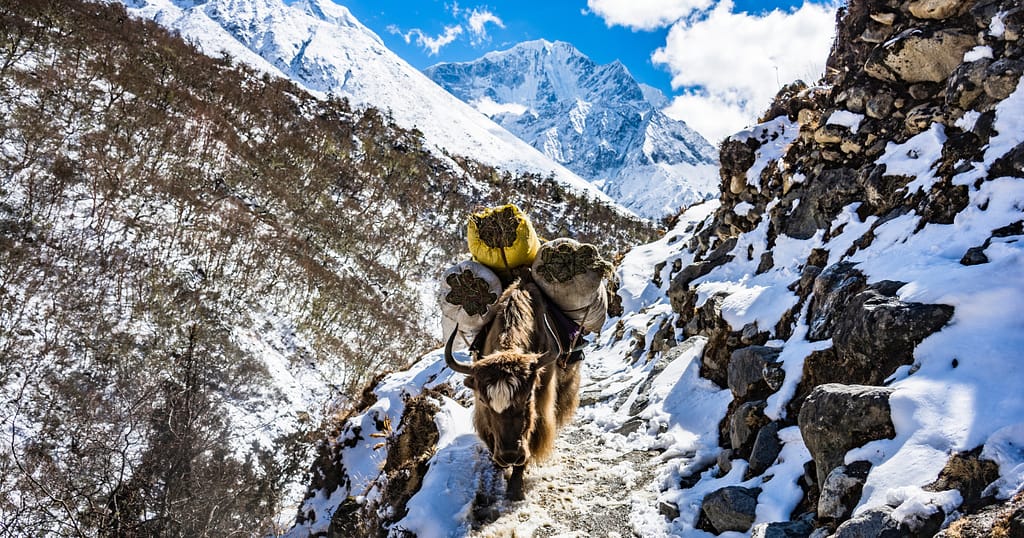 yak in everest base camp trek during december snow